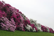 The Azalea of Asakayama