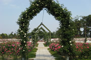 Hamadera Rose Park