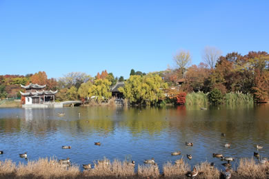 The autumnal leaves of Expo'90 Memorial. 