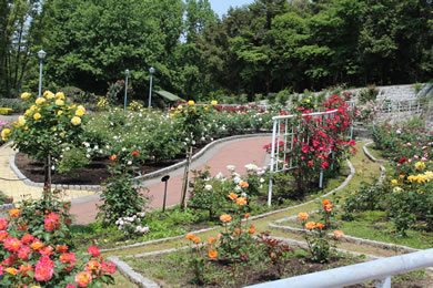 The cherry tree of Expo'90 Memorial.