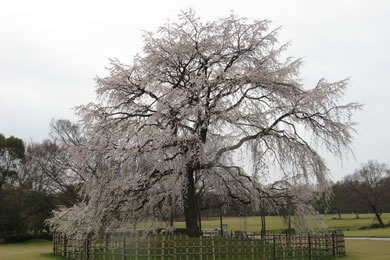 The autumnal leaves of Expo'70 Memorial. 