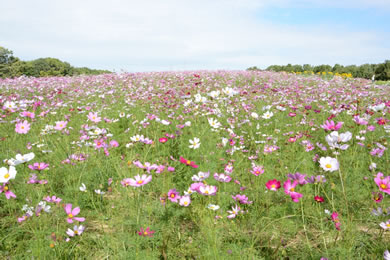 The cherry tree of Expo'70 Memorial.