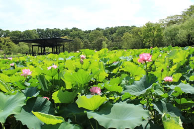 The autumnal leaves of Expo'70 Memorial. 