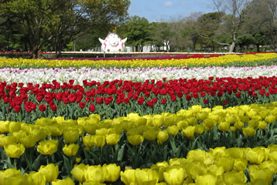 The autumnal leaves of Expo'70 Memorial. 