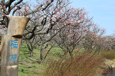 The autumnal leaves of Expo'70 Memorial. 
