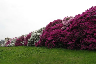 The Azalea of Asakayama.