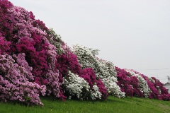 Asakayama Water purification plant