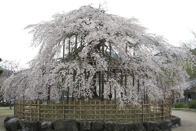 The autumnal leaves of Uji Area. 