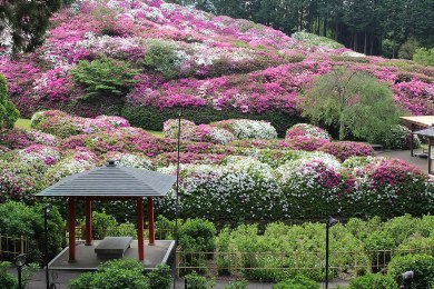 The autumnal leaves of Mimuroto-ji. 