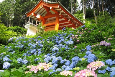 The cherry tree of Mimuroto-ji.