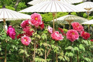 The peonyal leaves of Otokuni-dera. 