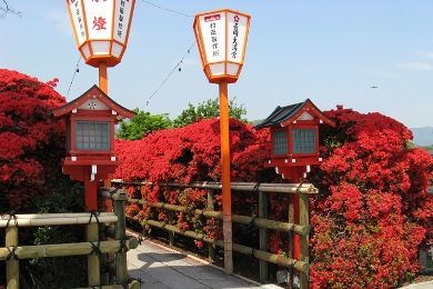 The peonyal leaves of Nagaoka-tenmangu. 