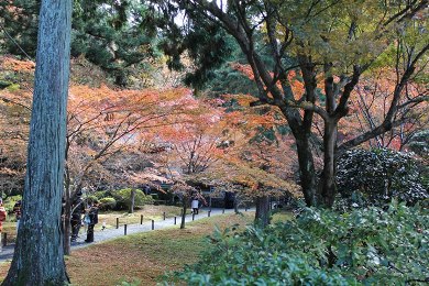 The autumnal leaves of Ohara Area. 