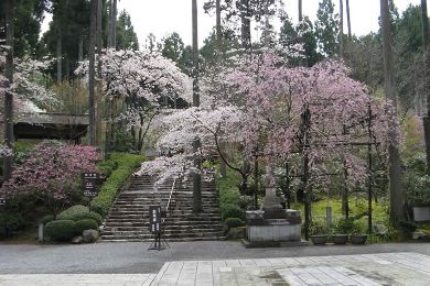 The cherry tree of Ohara Area.