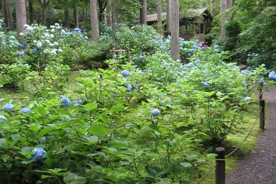 The autumnal leaves of Ohara Area. 