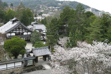 The cherry tree of Nanzen-ji.