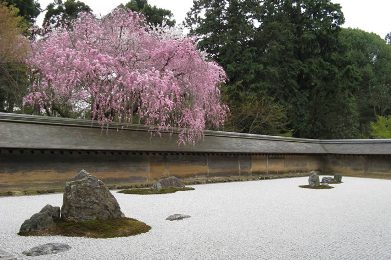 The cherry tree of Ryoan-ji.
