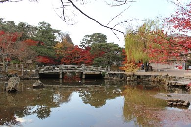 The autumnal leaves of Maruyama park. 