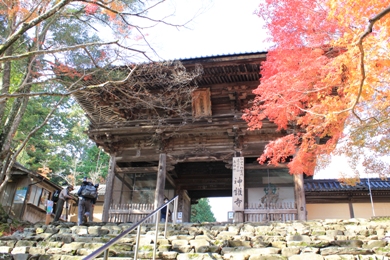 The cherry tree of Takao Area.