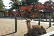 Nara park