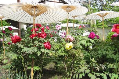 The cherry tree of Taima-dera-ji.