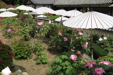 The cherry tree of Taima-dera-ji.