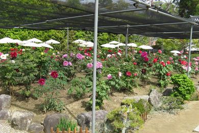 The cherry tree of Taima-dera-ji.