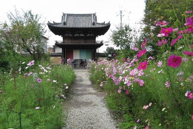 The Cosmos tree of Hannya-ji.