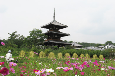 The Cosmos tree of Hoki-ji/Horin-ji.