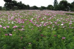 Dry riverbed of Mukogawa Park