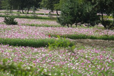 The cherry tree of Dry riverbed of Mukogawa.