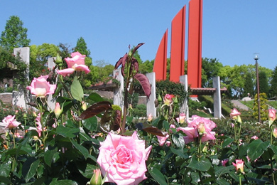 The cherry tree of Aramaki rose.