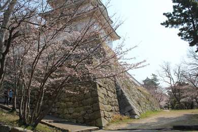 The cherry tree of Akashi rose.
